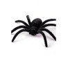 6 černých sametových pavouků
