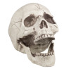 Lebka s pohyblivou čelistí dekorace 21 cm