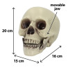 Dekorační lebka (15 x 20 x 16 cm)
