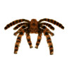 Tarantule dekorace 65 cm
