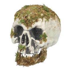 Lebka z močiaru (14,5 x 12 x 19 cm)