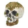 Lebka z močiaru (14,5 x 12 x 19 cm)