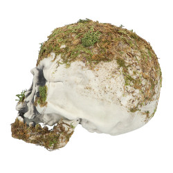 Lebka z močiaru (14,5 x 12 x 19 cm)