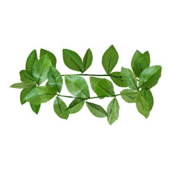 Vavřínový věnec zelený